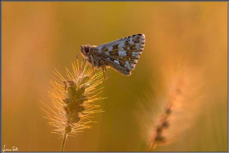 Quale Hesperiidae? Pyrgus armoricanus