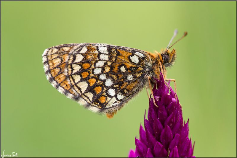 Melitaea varia? No, M. diamina