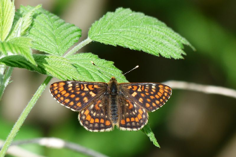 Euphydryas intermedia? S