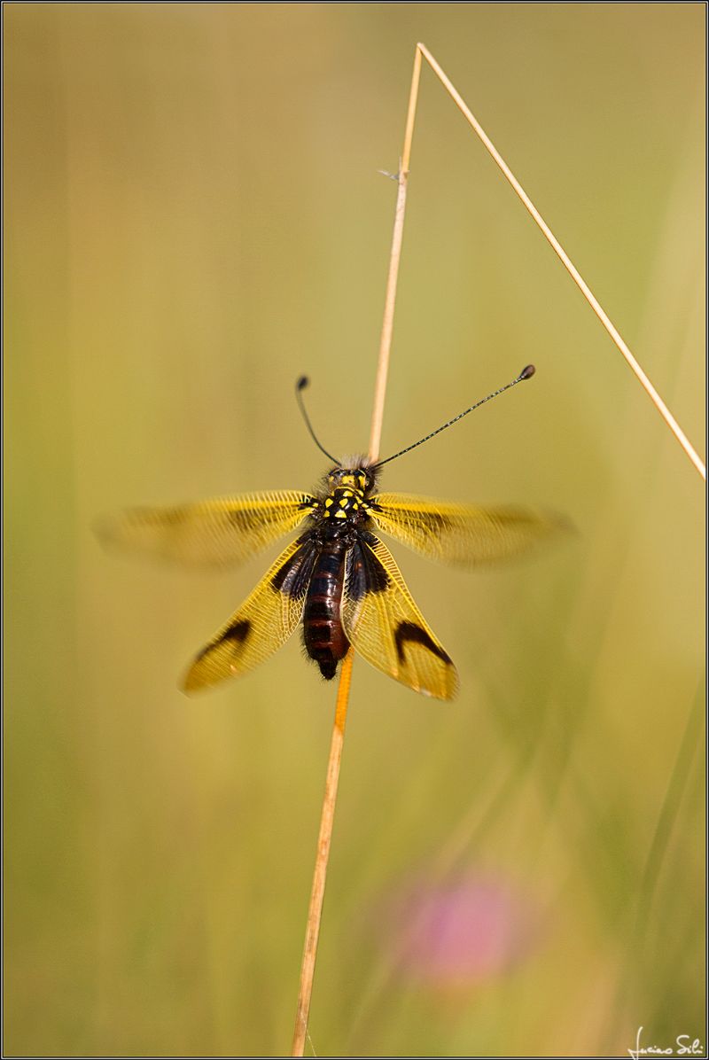 Libelloides longicornis?  S, femmina