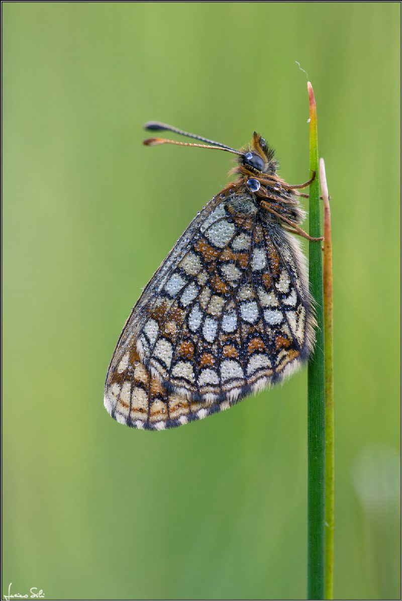 Melitaea phoebe?   No, Melitaea athalia