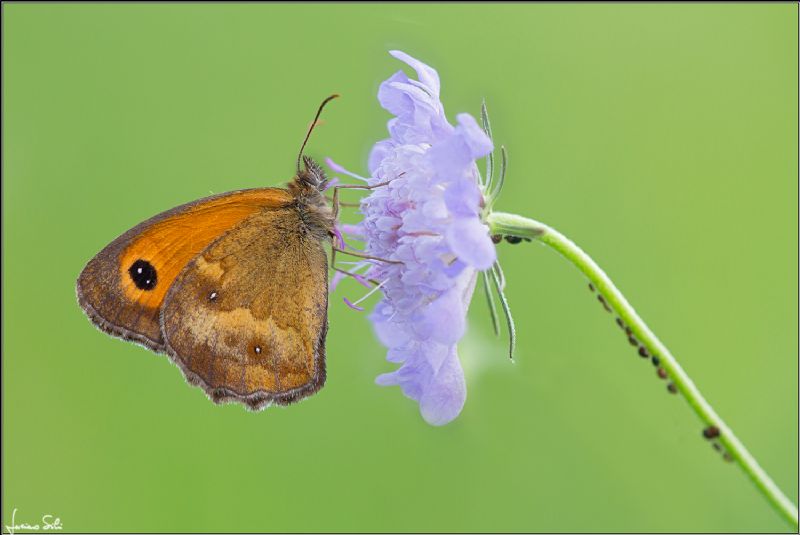 entrambi Coenonympha pamphilus?