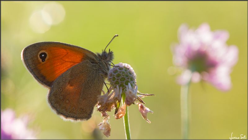 entrambi Coenonympha pamphilus?