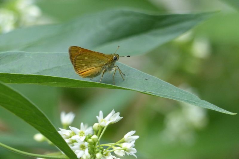 Ochlodes sylvanus?