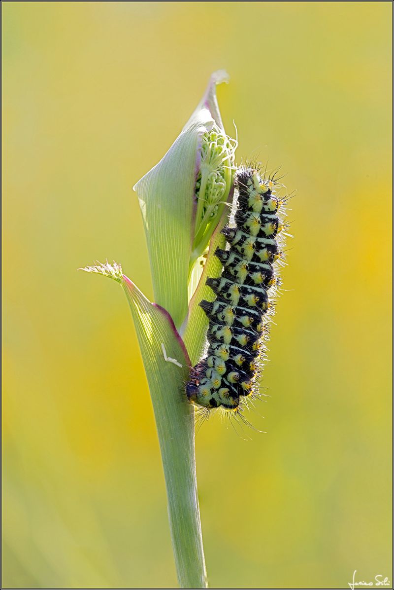 Bruco di Saturnia pavoniella (Saturniidae) ?  S !