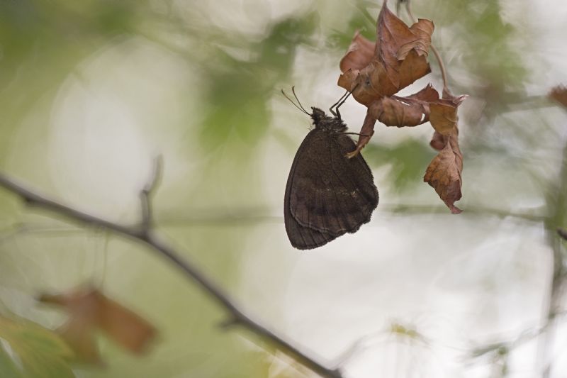 Minois dryas (Nymphalidae Satyrinae)