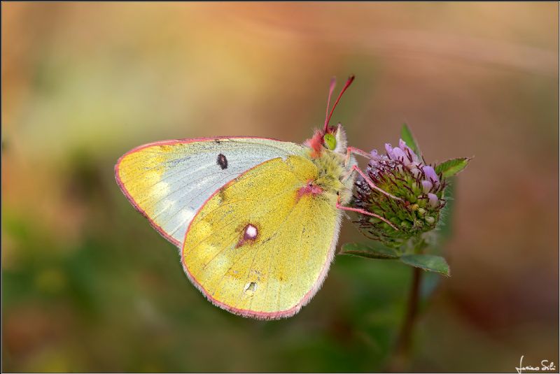 Colias palaeno? No, Colias phicomone