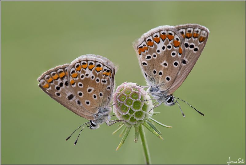 Polyommatus thersites?