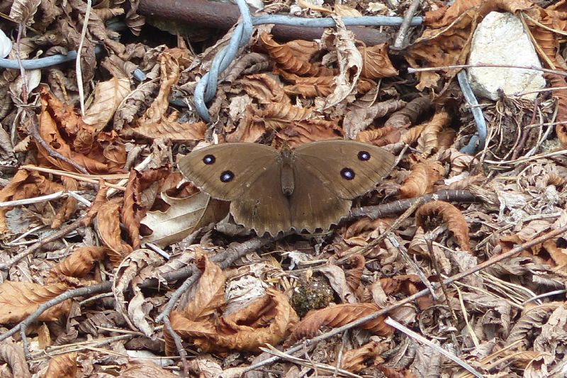 Femmina di Satyrus ferula?