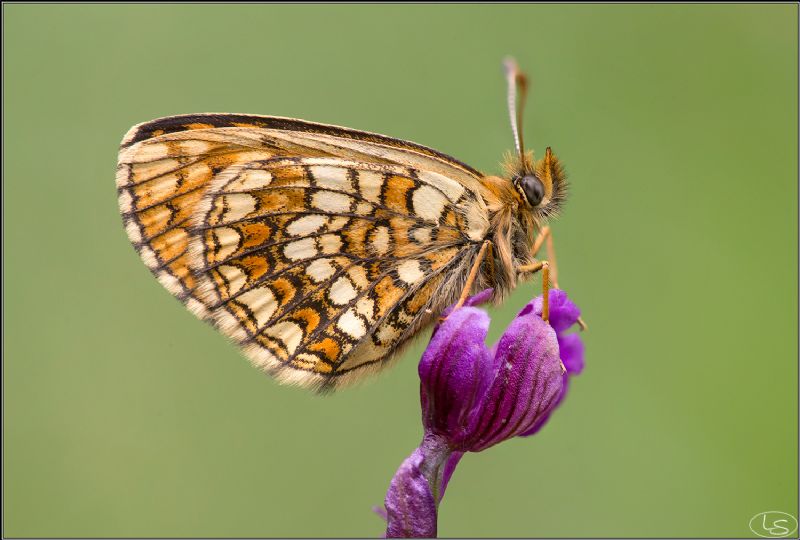 Melitaea aurelia o britomartis?