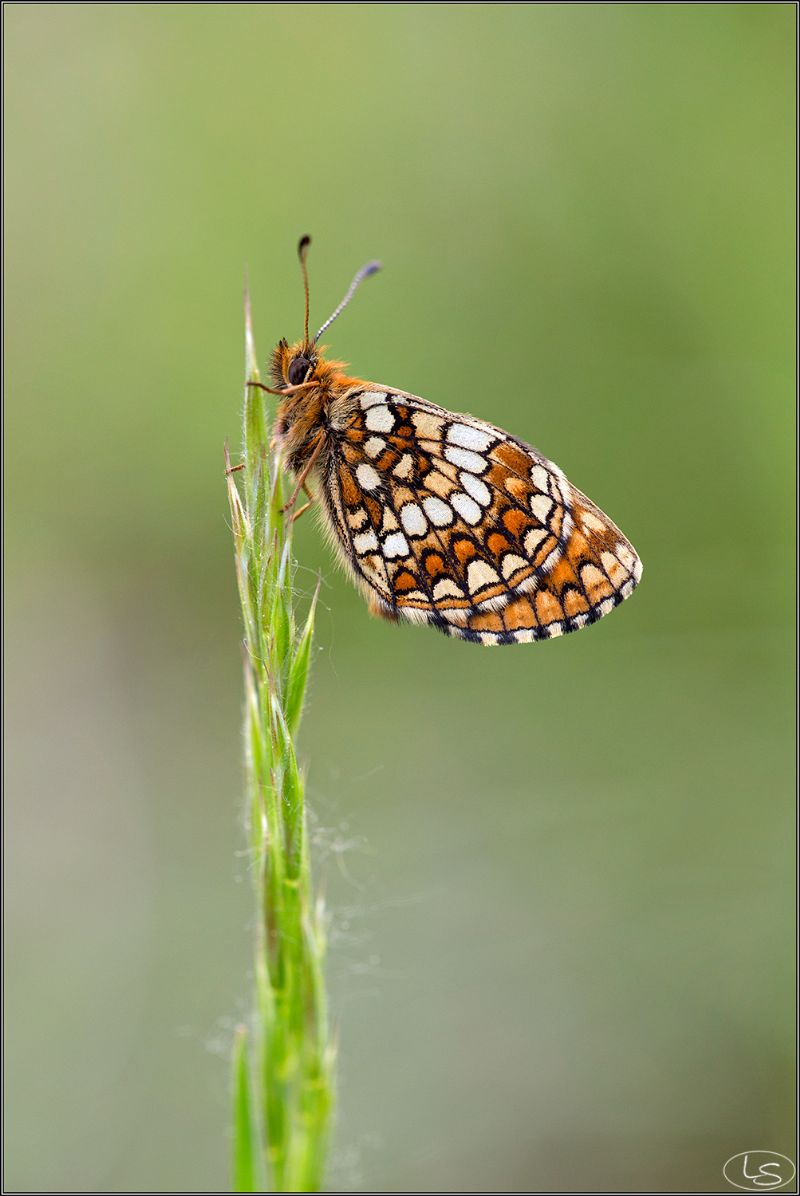 Melitaea aurelia o britomartis?