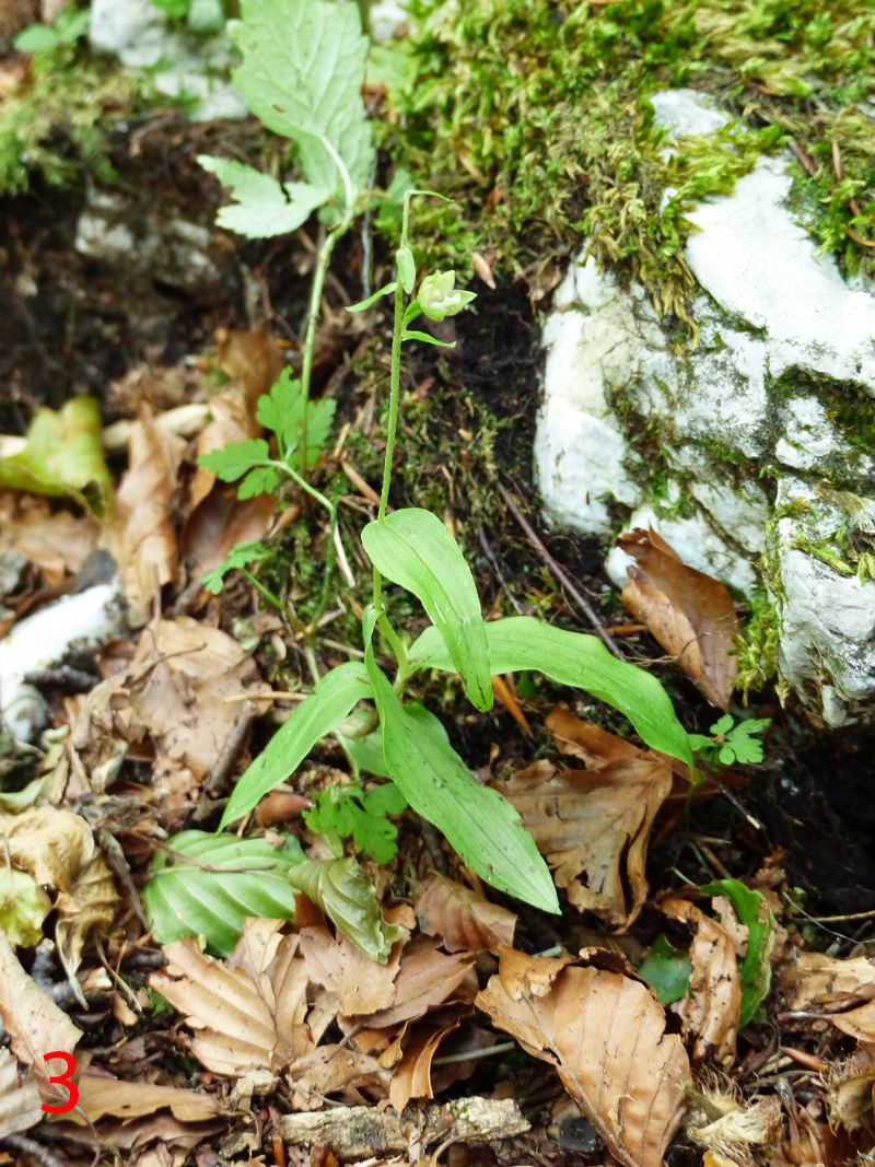 Epipactis da identificare