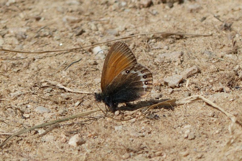 Coenonympha darwiniana? No, Coenonympha gardetta