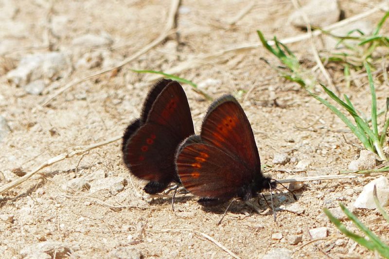 Erebia pronoe?  No, E. alberganus