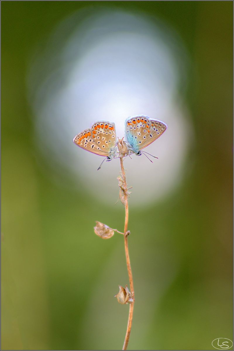 Lycaenidae: Polyommatus icarus.