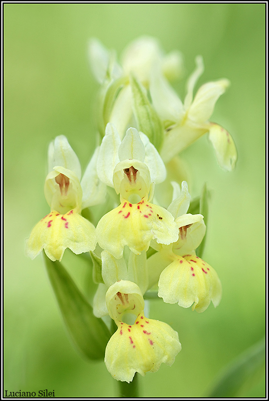 Dactylorhiza sambucina