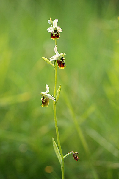 E se fosse Ophrys tetraloniae?