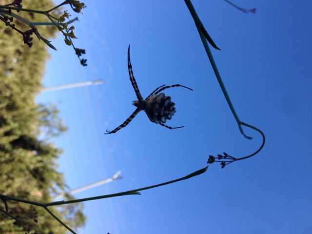 Argiope lobata  - Bari