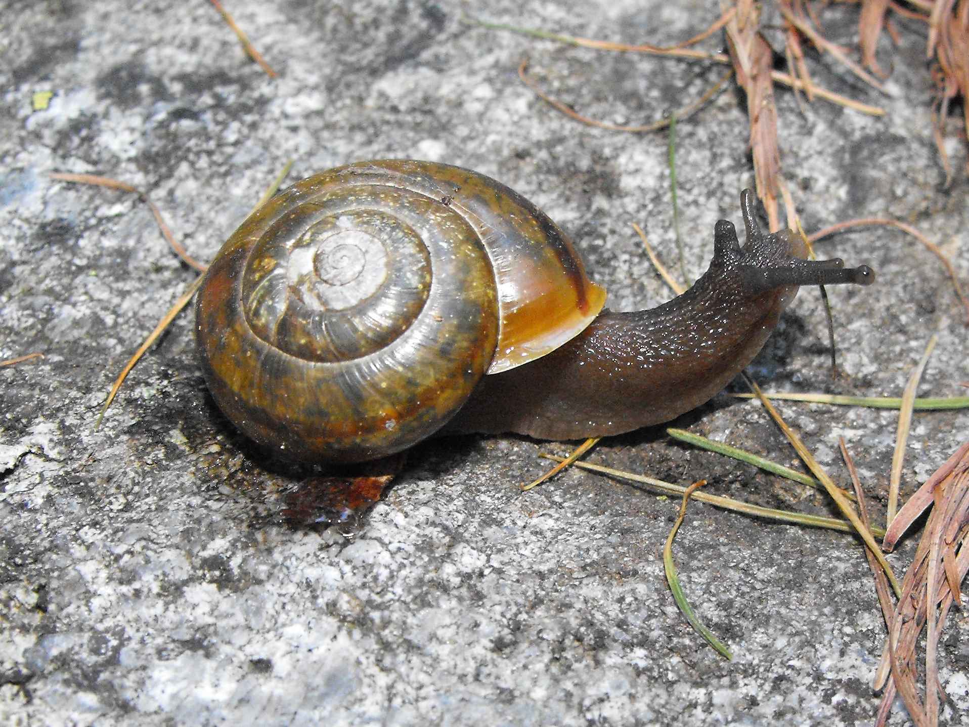 Variabilit in Chilostoma adelozona rhaeticum