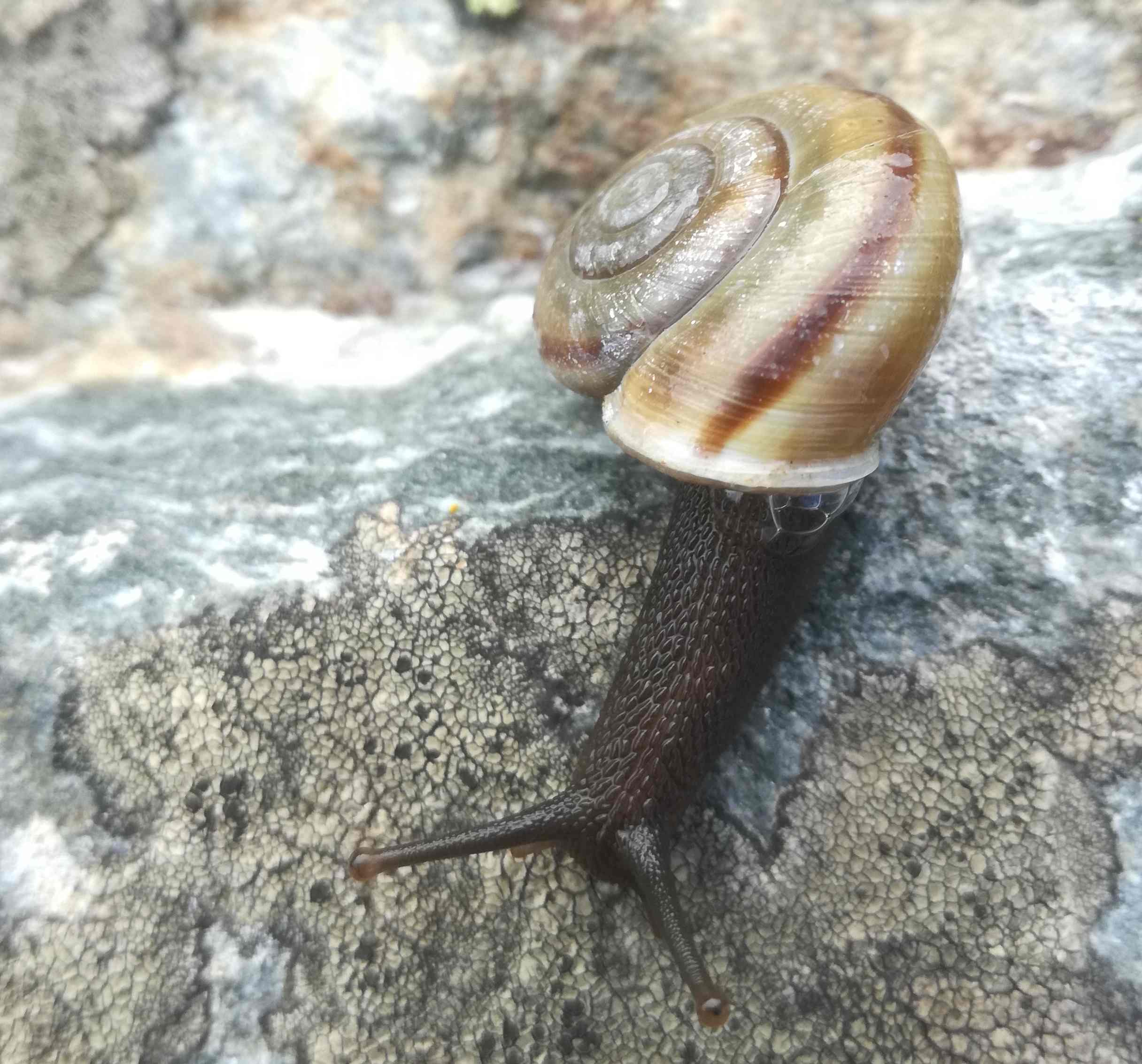 Chilostoma adelozona rhaeticum veramente piccoli!