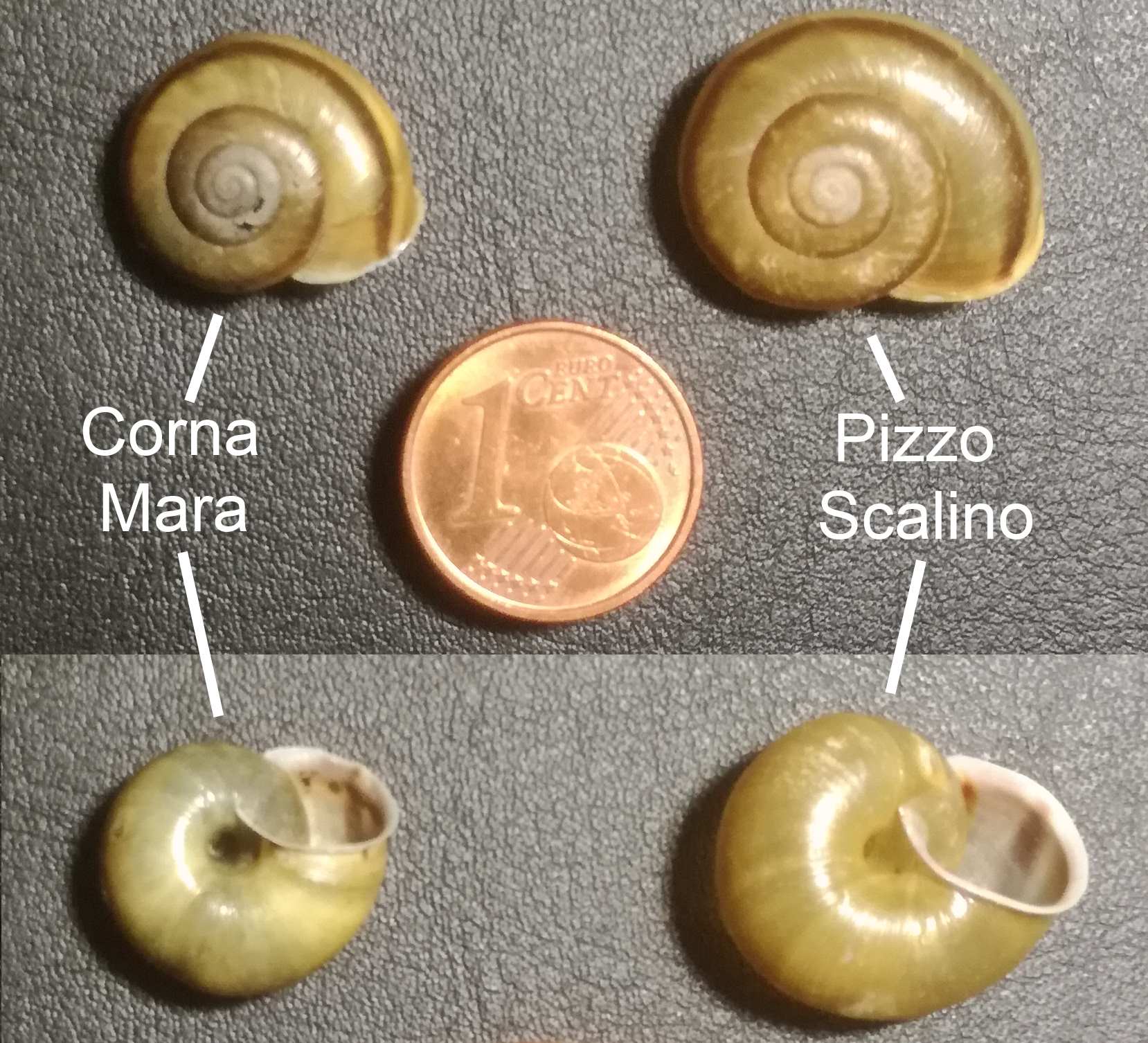 Chilostoma adelozona rhaeticum veramente piccoli!