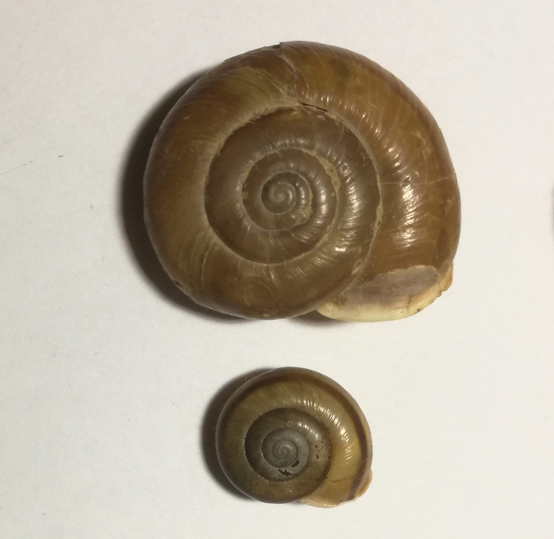 Chiave di lettura genere Chilostoma