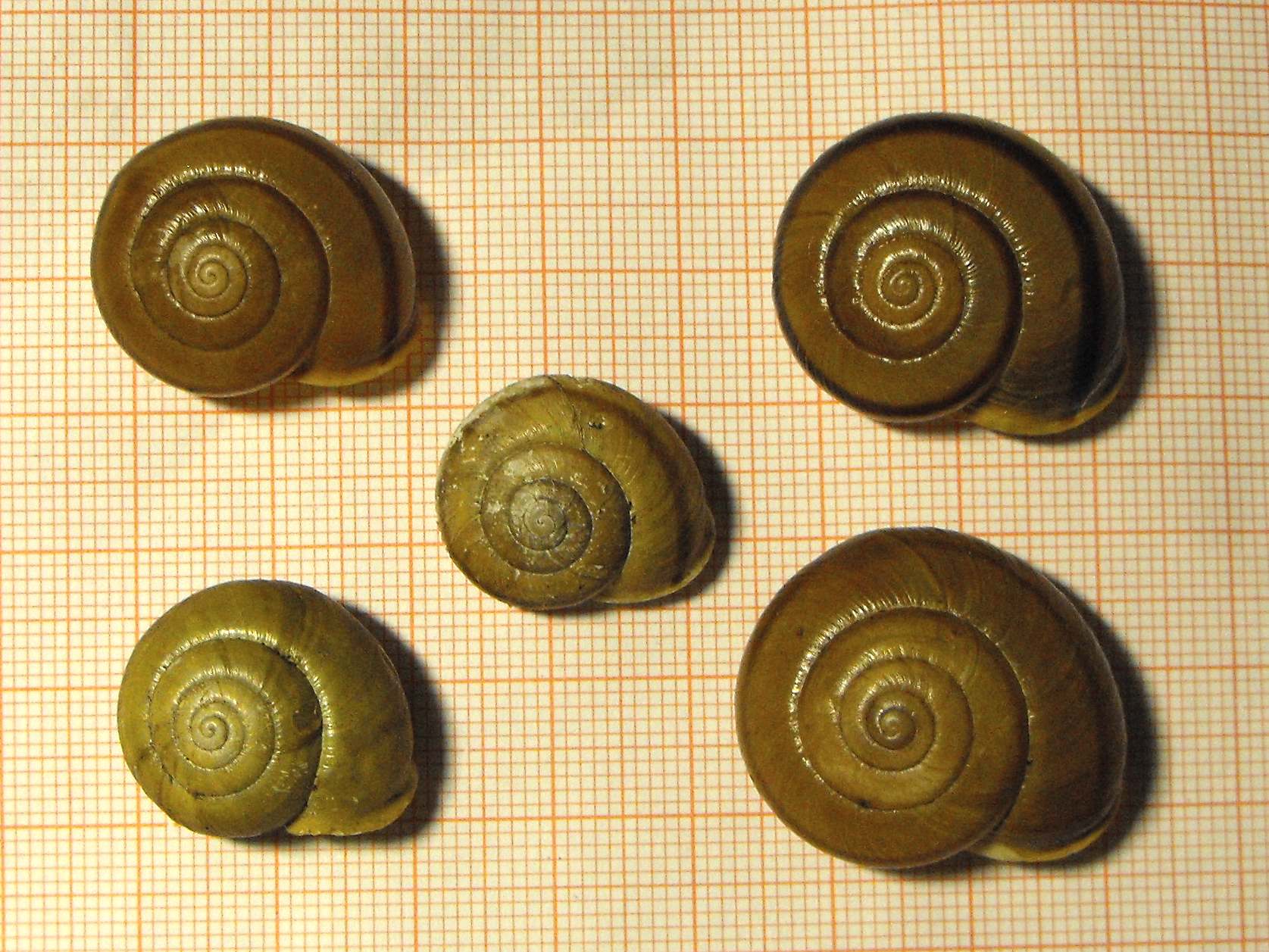 Variabilit in Chilostoma adelozona rhaeticum