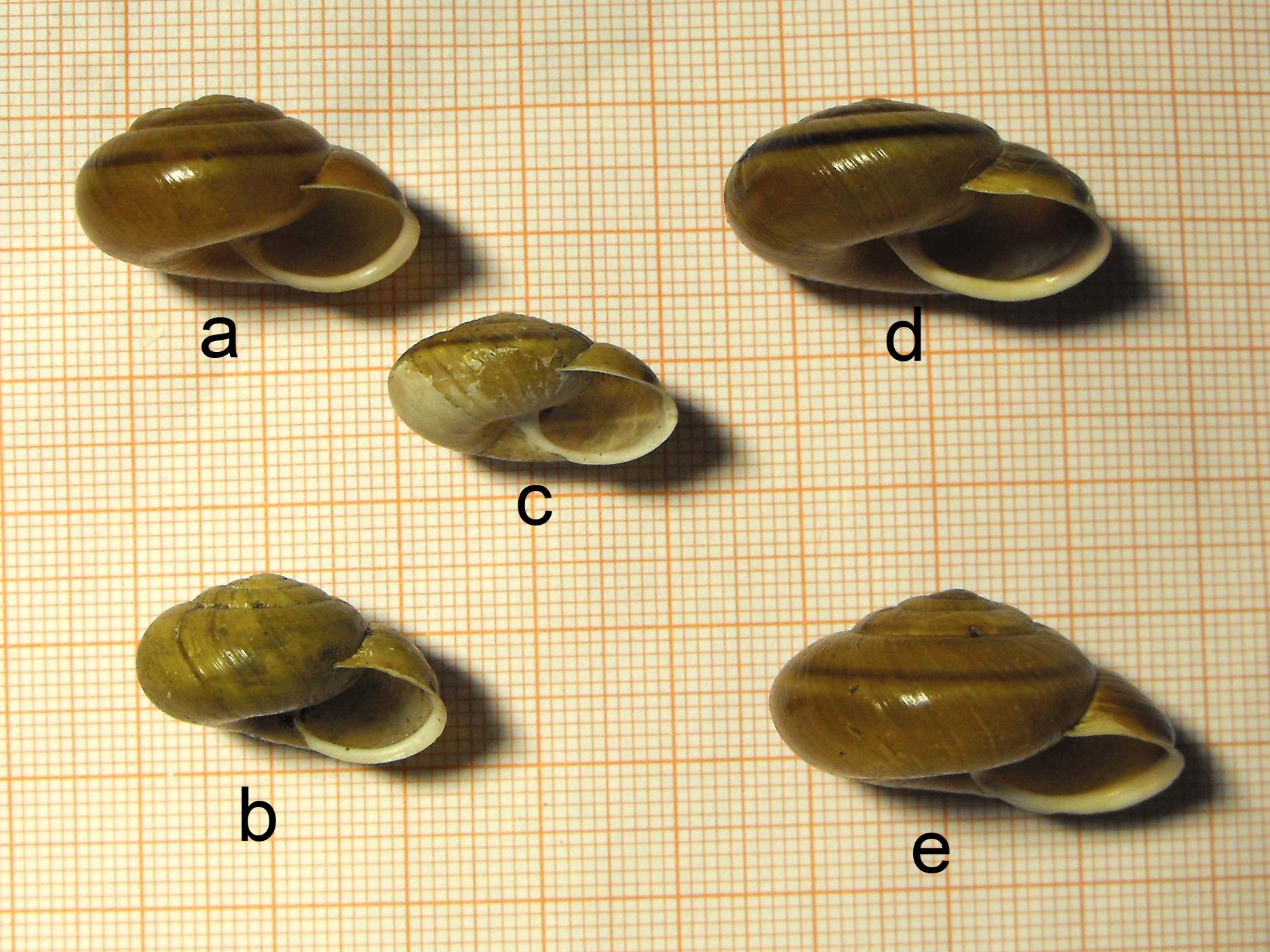 Variabilit in Chilostoma adelozona rhaeticum