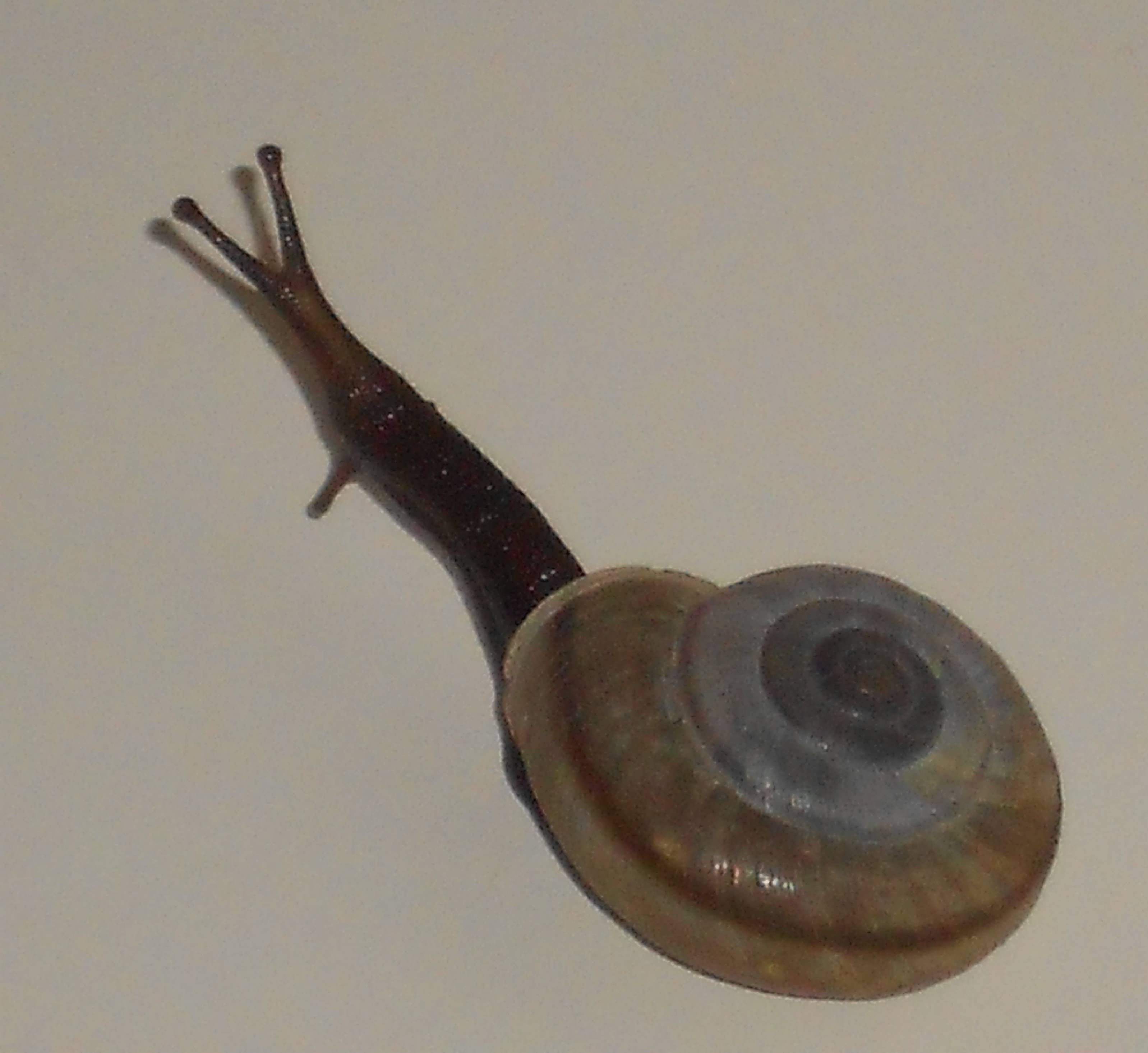 malformazione in Chilostoma adelozona