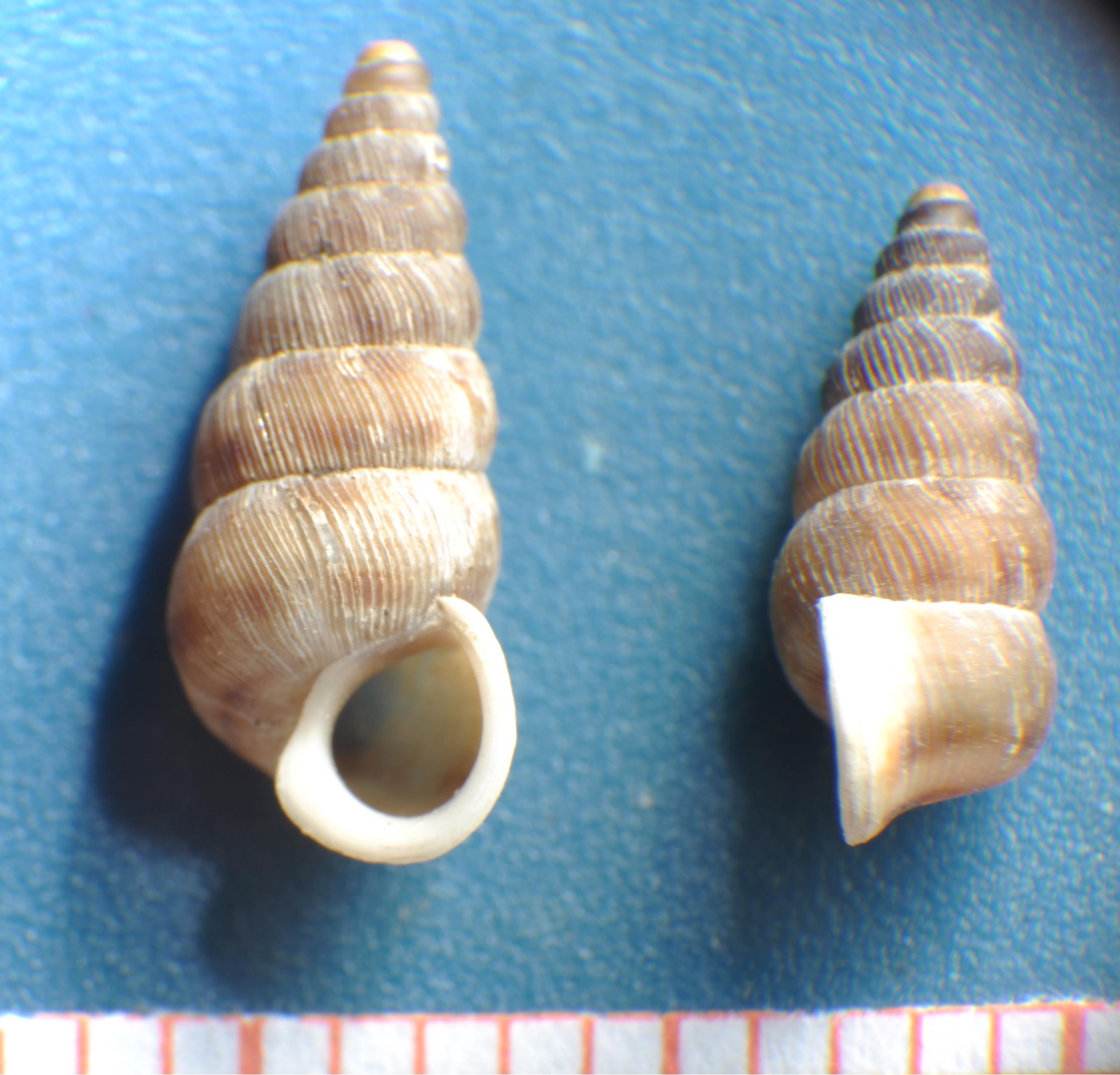 Cochlostoma apricum (Mousson, 1847)