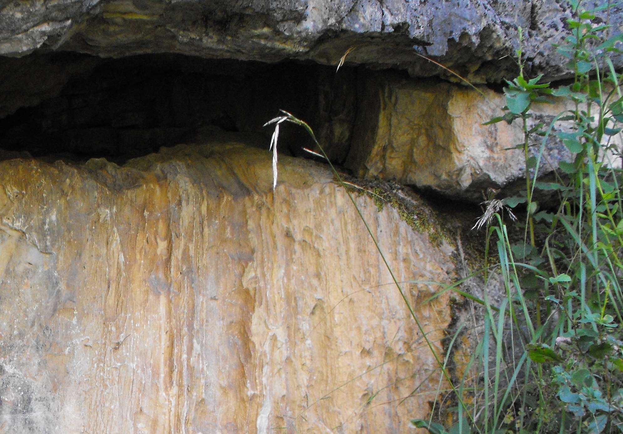 Chondrina avenacea in Valmalenco (SO)?