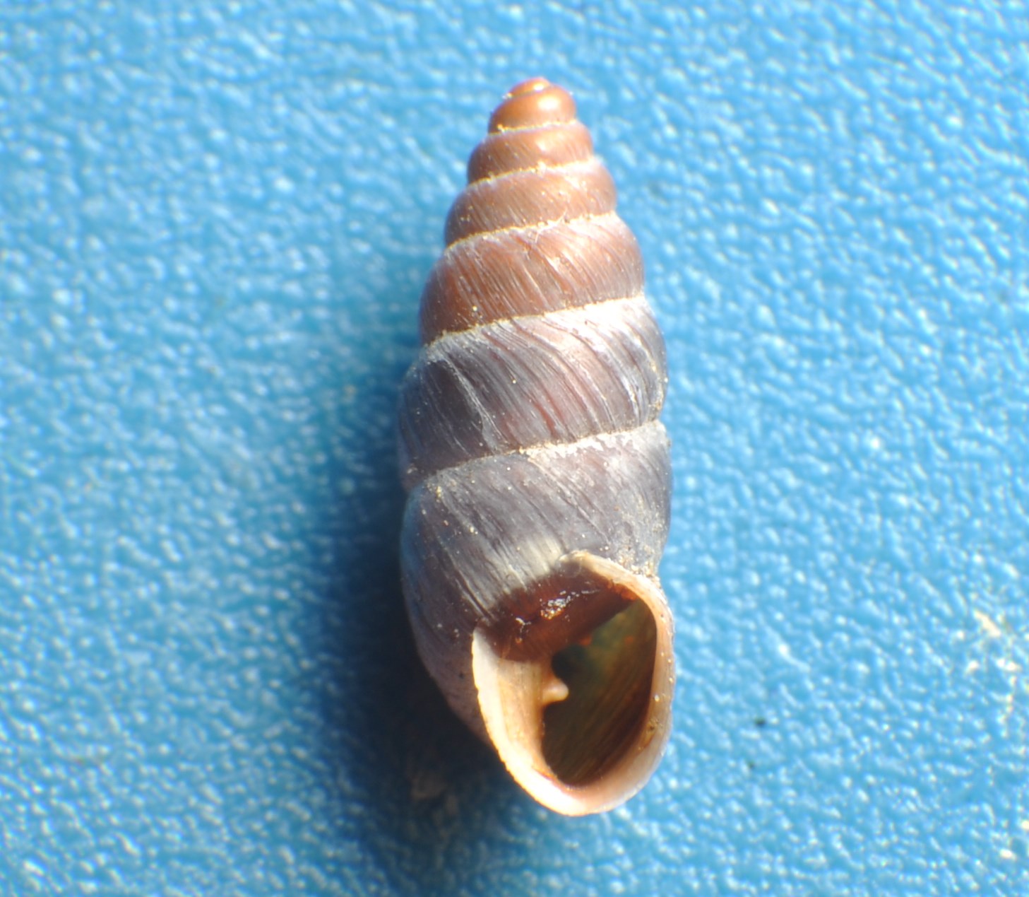 Chondrina gerhardi (Gittenberger, 2002)