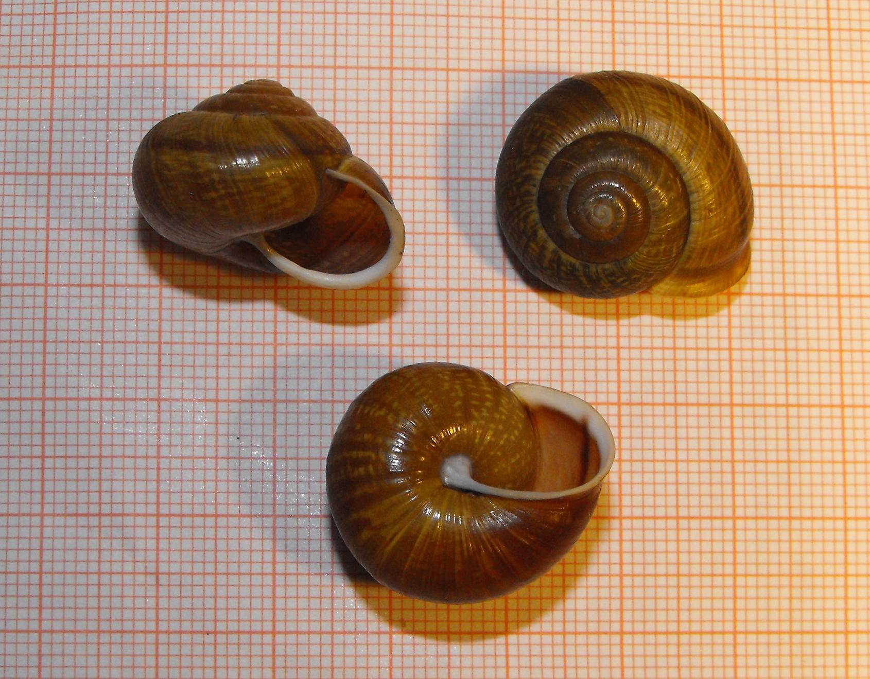 Arianta arbustorum vareliensis (Ripken & Falkner, 2000)