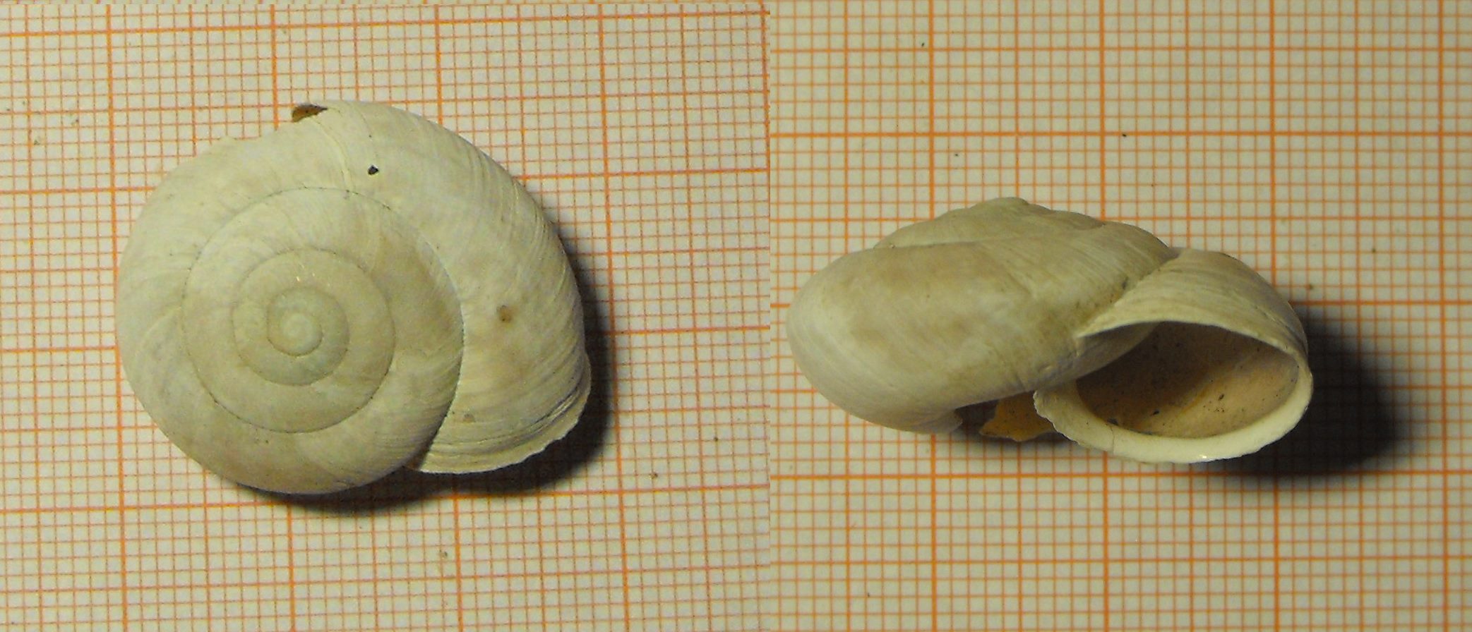 Chilostoma cingulatum tigrinum a quasi 2000 metri di quota