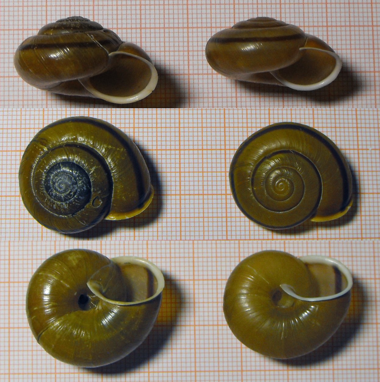 Chilostoma zonatum zonatum (Studer,1820) su calcare