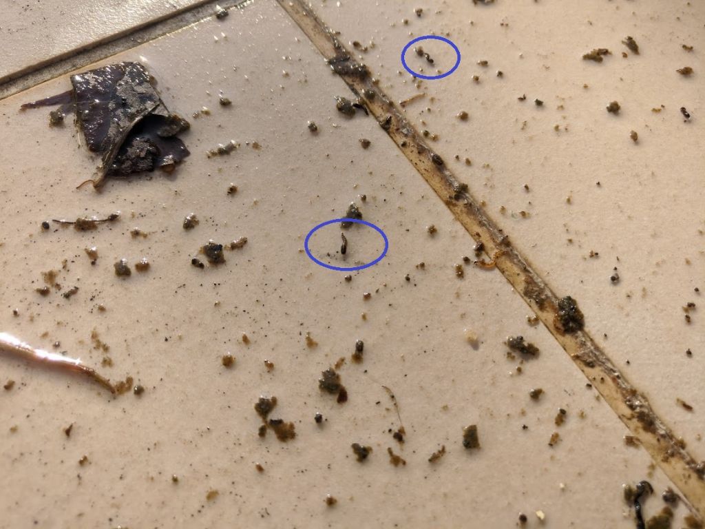 Identificazione larve acquatiche