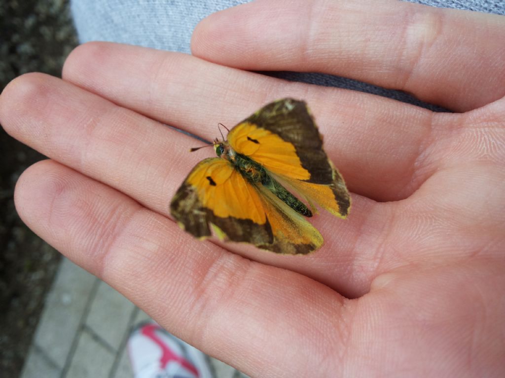 farfalla da ID - Maschio di Colias crocea