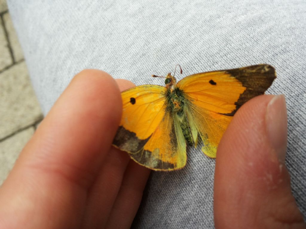 farfalla da ID - Maschio di Colias crocea