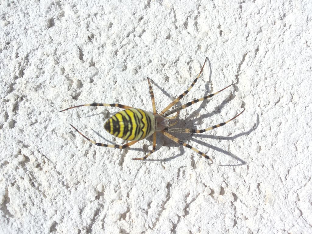 Argiope bruennichl - Medjugorje (Bosnia Erzegovina)