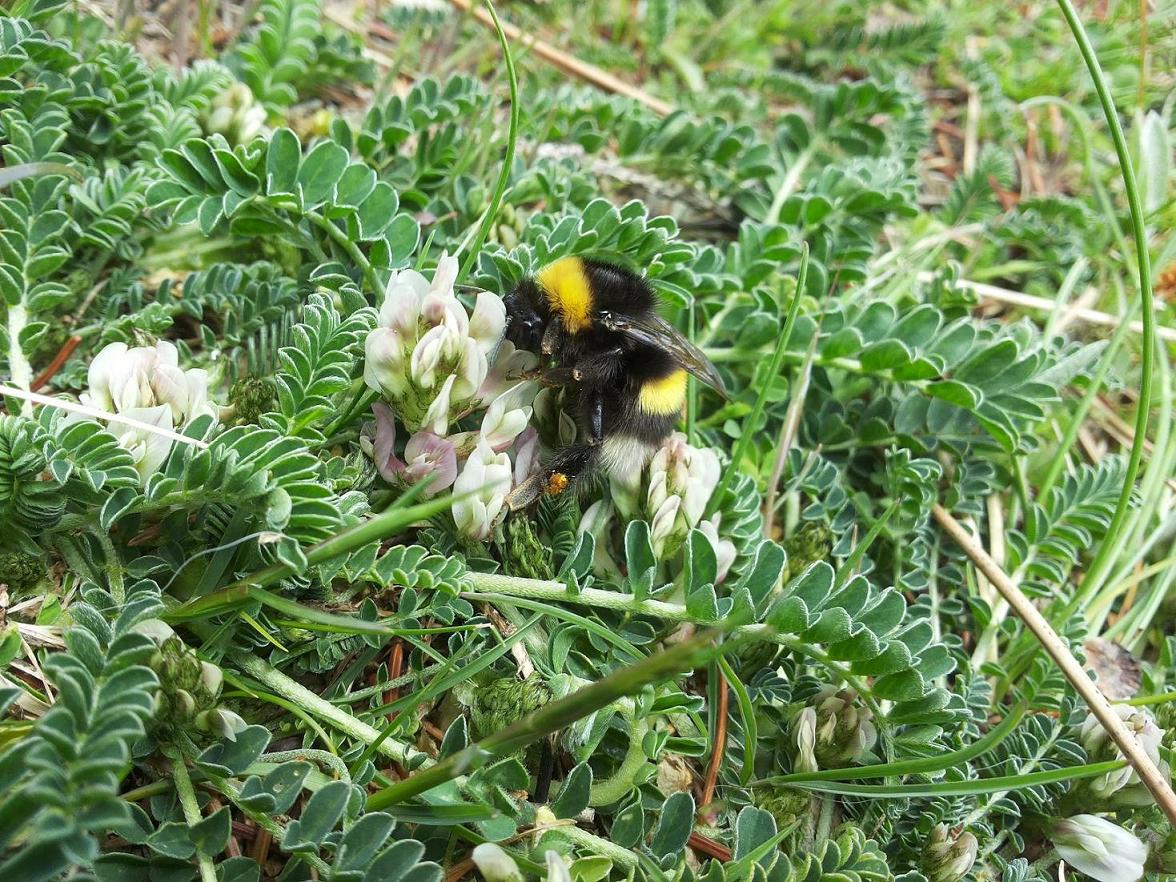 Bombus Latreille