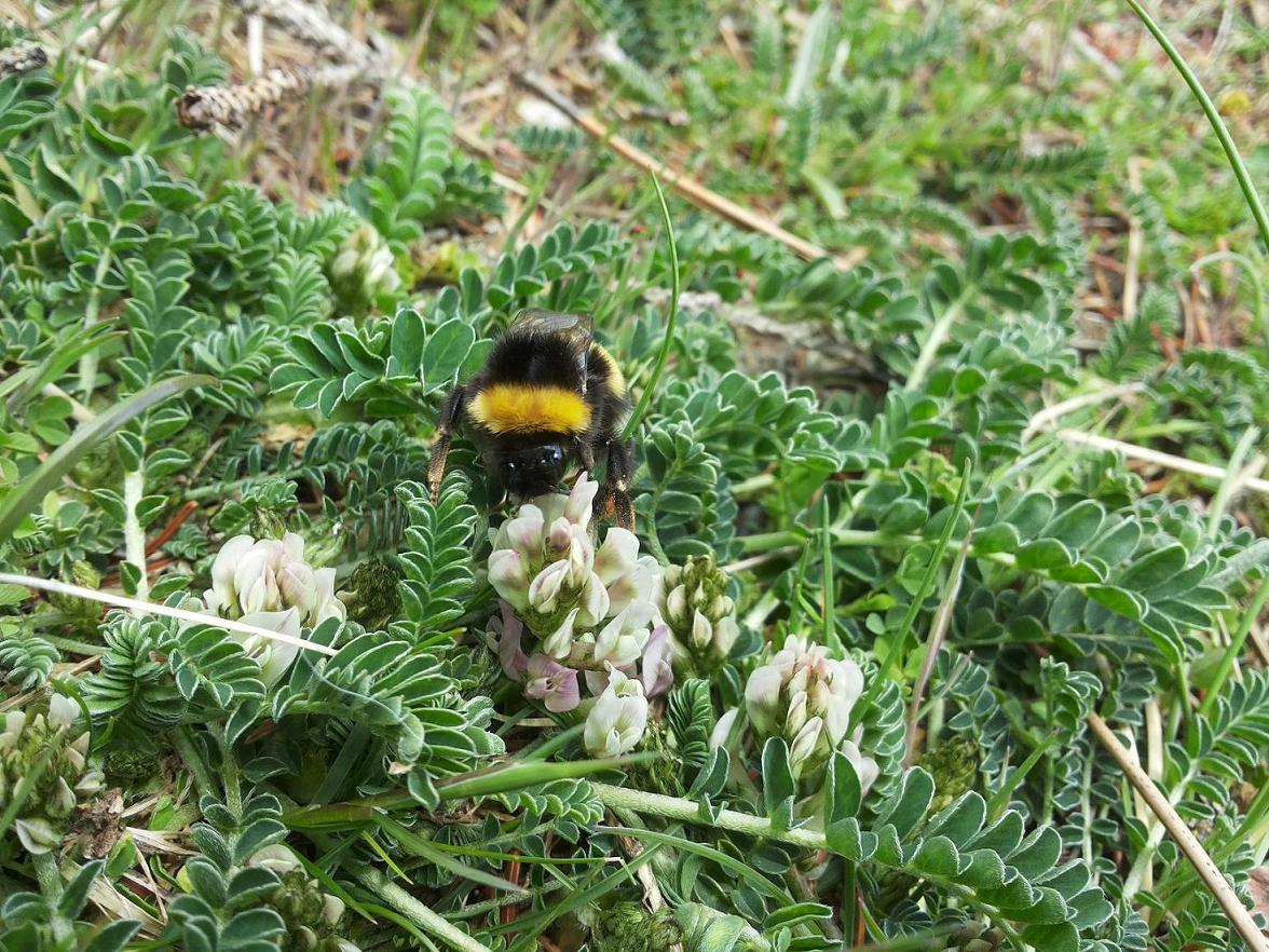 Bombus Latreille