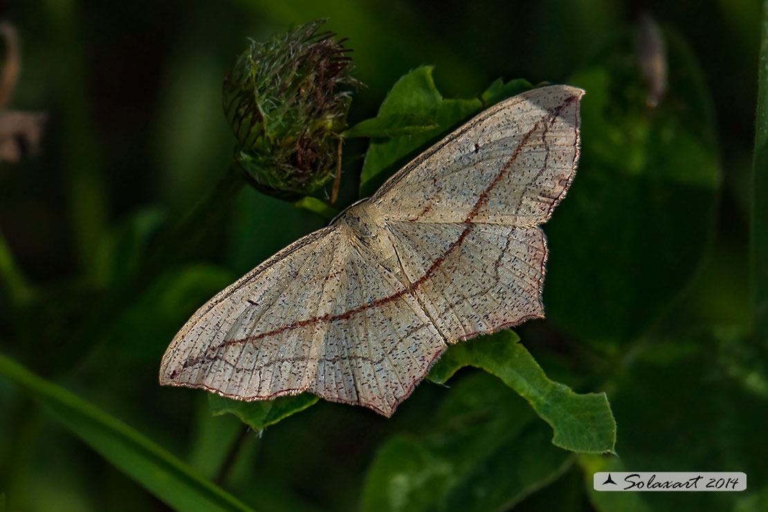 Scopula imitaria o Timandra comae?? T. comae, Geometridae