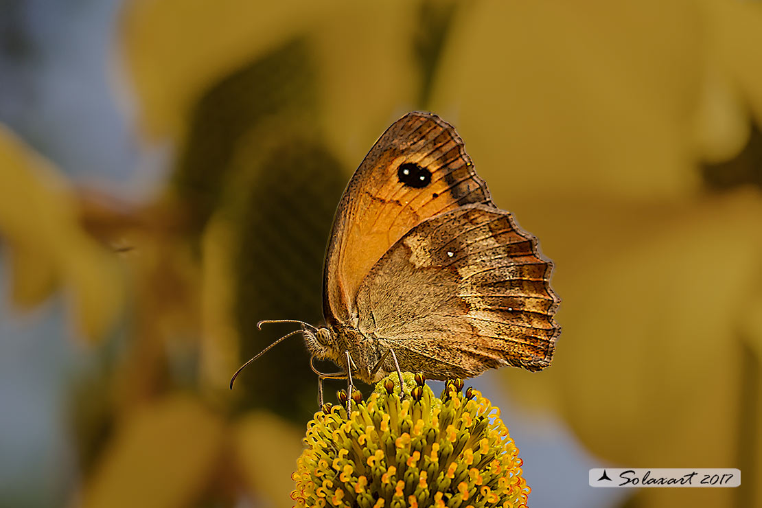 Pyronia tithonus o Maniola jurtina? P. thitonus, Nymphalidae