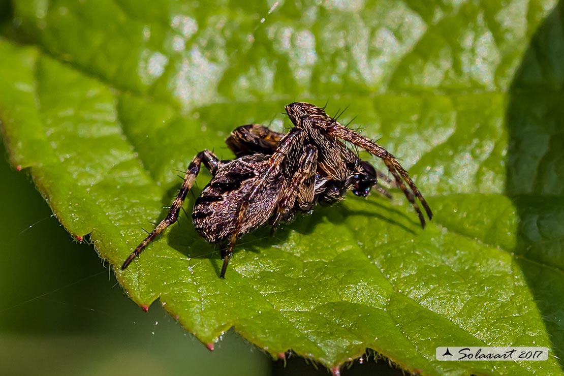 Maschio di Gibbaranea cfr. bituberculata - Palude Brabbia (VA)