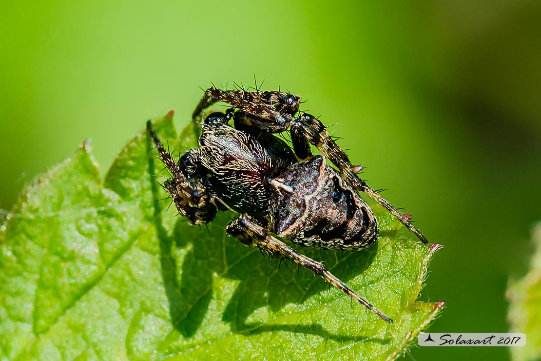 Maschio di Gibbaranea cfr. bituberculata - Palude Brabbia (VA)