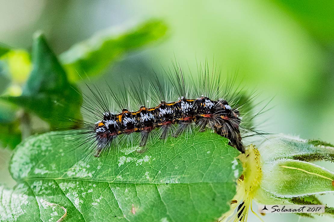 Bruco di Acronicta rumicis ??