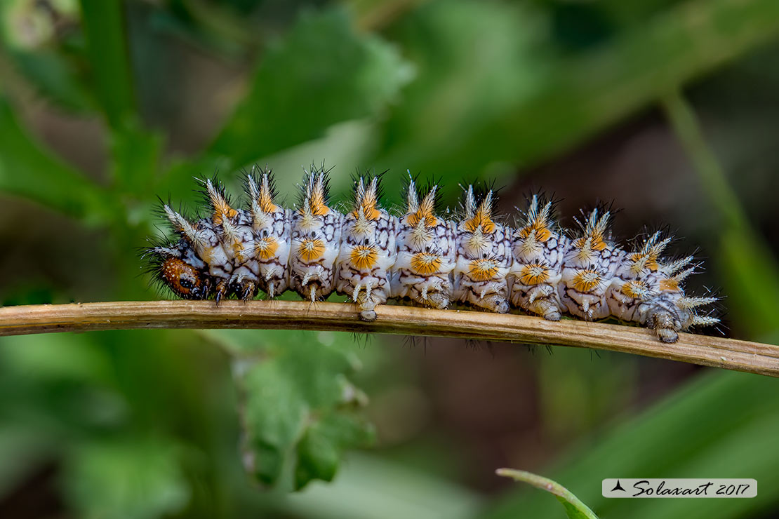 Melitaea didyma - bruco