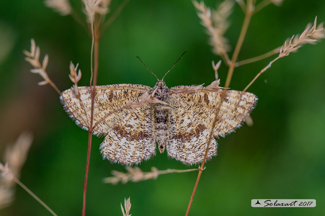 Geometridae ?? S: Ematurga atomaria