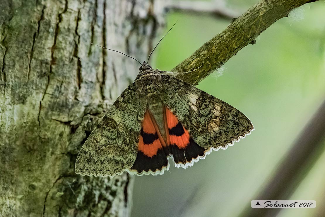 Catocala nupta (Erebidae)