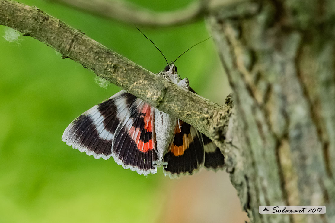 Catocala nupta (Erebidae)